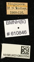Aegus chelifer•All Rights ReservedMuseum Label