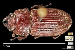 Aegus helleri•&copy; Ang Yuchen•CC BY 4.0