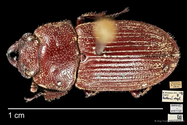 Aegus helleri•&copy; Ang Yuchen•CC BY 4.0