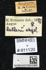 Aegus helleri•All Rights ReservedMuseum Label