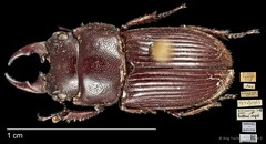 Aegus helleri•&copy; Ang Yuchen•CC BY 4.0