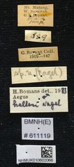 Aegus helleri•All Rights ReservedMuseum Label