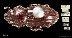 Aegus lunatus•&copy; Ang Yuchen•CC BY 4.0