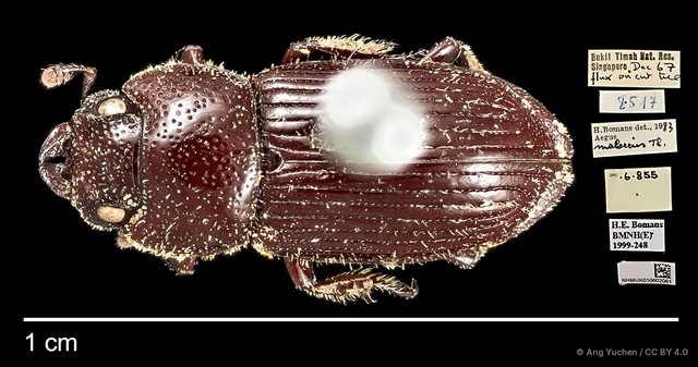 Aegus lunatus•&copy; Ang Yuchen•CC BY 4.0