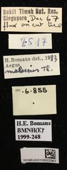 Aegus lunatus•All Rights ReservedMuseum Label