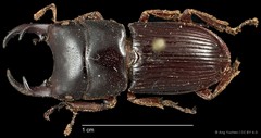 Aegus lunatus•&copy; Ang Yuchen•CC BY 4.0