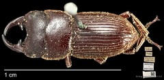 Aegus lunatus•&copy; Ang Yuchen•CC BY 4.0