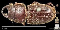 Aegus lunatus•&copy; Ang Yuchen•CC BY 4.0