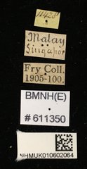 Aegus lunatus•All Rights ReservedMuseum Label