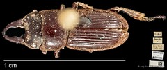 Aegus myrmidon•&copy; Ang Yuchen•CC BY 4.0