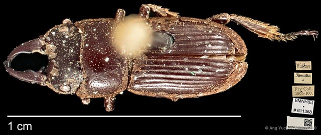 Aegus myrmidon•&copy; Ang Yuchen•CC BY 4.0