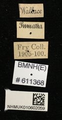 Aegus myrmidon•All Rights ReservedMuseum Label