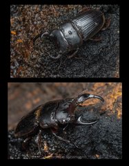 Aegus parallelus•&copy; Kenneth Chin•All Rights Reserved