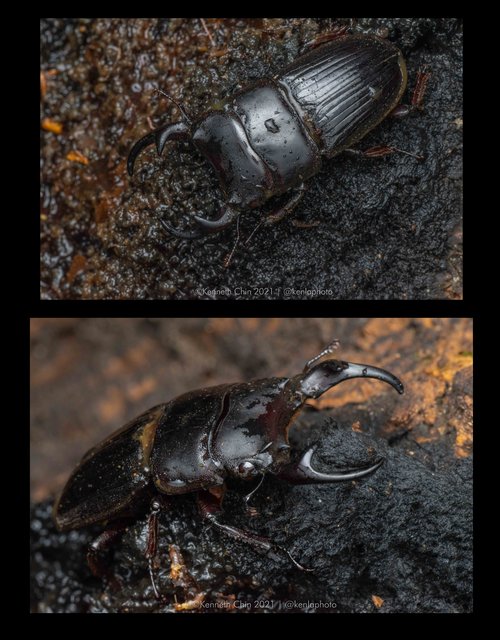 Aegus parallelus•&copy; Kenneth Chin•All Rights Reserved