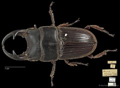 Aegus parallelus•&copy; Ang Yuchen•CC BY 4.0