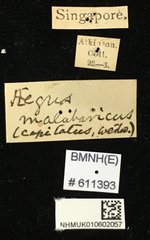 Aegus parallelus•All Rights ReservedMuseum Label