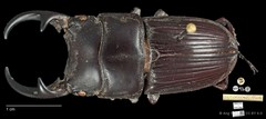 Aegus parallelus•&copy; Ang Yuchen•CC BY 4.0