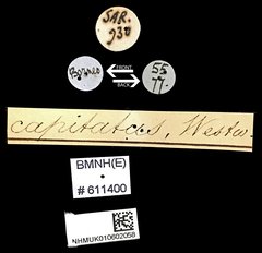 Aegus parallelus•All Rights ReservedMuseum Label