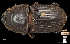 Aegus parallelus•&copy; Ang Yuchen•CC BY 4.0