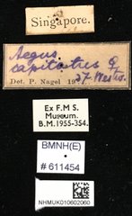 Aegus parallelus•All Rights ReservedMuseum Label