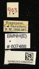 Figulus confusus•All Rights ReservedMuseum Label