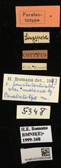Figulus confusus•All Rights ReservedMuseum Label
