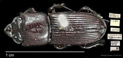 Figulus confusus•&copy; Ang Yuchen•CC BY 4.0