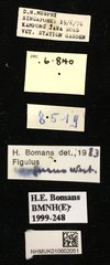 Figulus confusus•All Rights ReservedMuseum Label