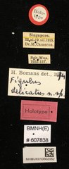 Figulus delicatus•All Rights ReservedMuseum Label