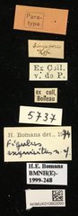 Figulus exquisitus•All Rights ReservedMuseum Label