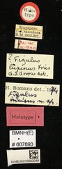 Figulus incisus•All Rights ReservedMuseum Label