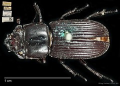 Nigidius cornutus•&copy; Ang Yuchen•CC BY 4.0