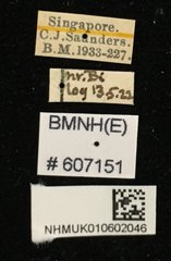Nigidius cornutus•All Rights ReservedMuseum Label