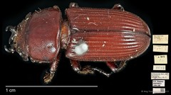 Nigidius neglectus•&copy; Ang Yuchen•CC BY 4.0