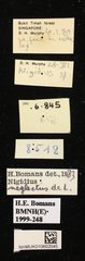 Nigidius neglectus•All Rights ReservedMuseum Label