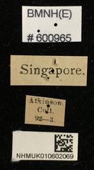 Serrognathus bucephalus•All Rights ReservedMuseum Label