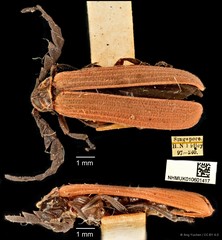 Conderis signicollis•&copy; Ang Yuchen•CC BY 4.0