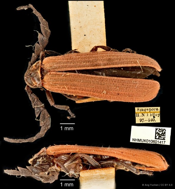 Conderis signicollis•&copy; Ang Yuchen•CC BY 4.0