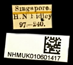 Conderis signicollis•All Rights ReservedMuseum Label