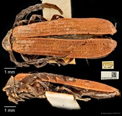 Conderis signicollis•&copy; Ang Yuchen•CC BY 4.0