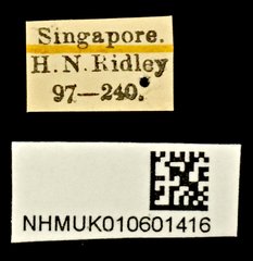 Conderis signicollis•All Rights ReservedMuseum Label