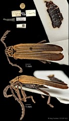Metriorrhynchus lineatus•&copy; Ang Yuchen•CC BY 4.0