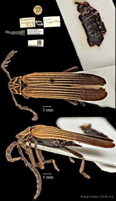 Metriorrhynchus lineatus•&copy; Ang Yuchen•CC BY 4.0