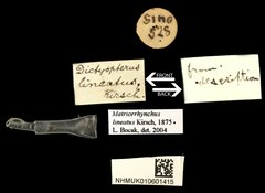 Metriorrhynchus lineatus•All Rights ReservedMuseum Label