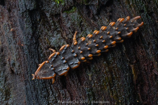 Platerodrilus ngi•&copy; Kenneth Chin•All Rights Reserved