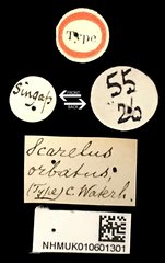 Scarelus•All Rights ReservedMuseum Label