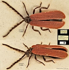 Taphes brevicollis•&copy; Ang Yuchen•CC BY 4.0
