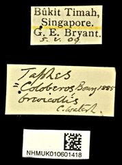 Taphes brevicollis•All Rights ReservedMuseum Label