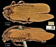 Taphes brevicollis•&copy; Ang Yuchen•CC BY 4.0