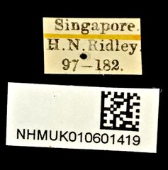 Taphes brevicollis•All Rights ReservedMuseum Label